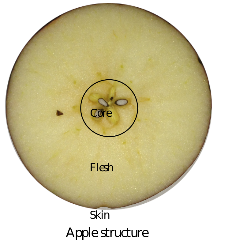 Apple_structure_2